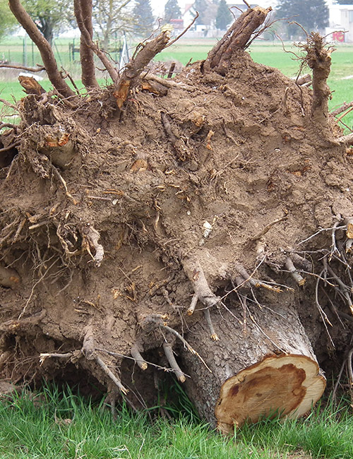 Services de Dessouchage Professionnels en Seine-et-Marne (77) – Enlèvement Efficace des Souches d'Arbres