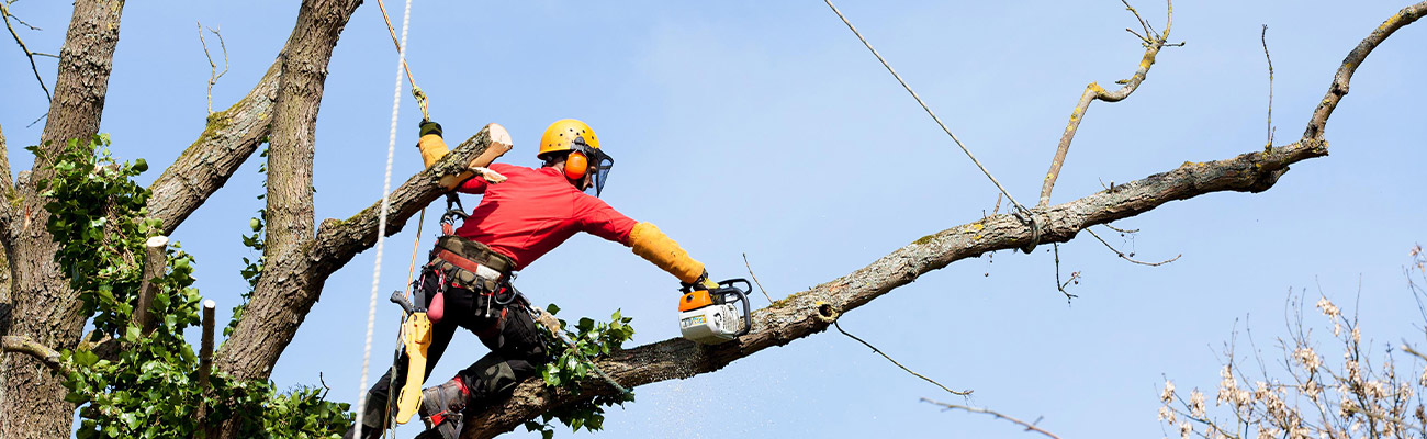 Élagage d'Arbres à Meaux (77100) – Lemaire Élagage, Votre Spécialiste en Entretien Arboricole en Seine-et-Marne