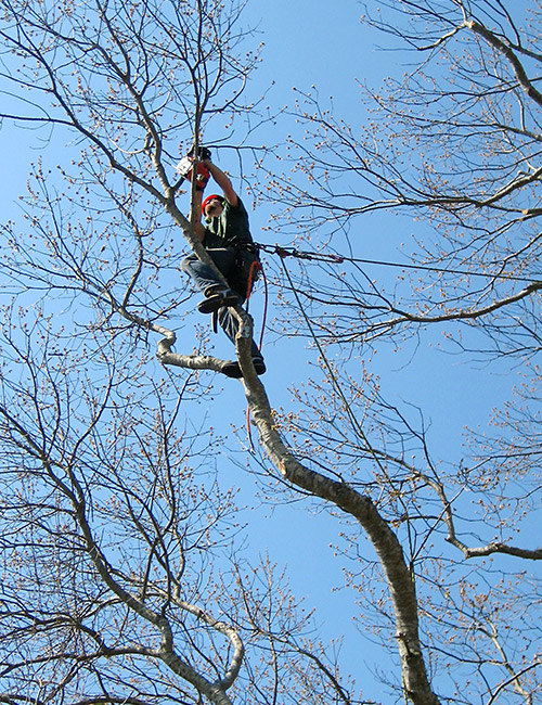 Élagage d'Arbres Professionnel en Seine-et-Marne (77) – Assurez la Santé et la Beauté de Votre Jardin
