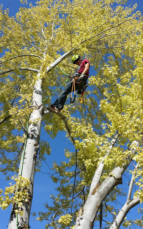 Lemaire Élagage à Meaux (77100) - Spécialiste de l'Élagage, Abattage d'Arbres et Entretien d'Espaces Verts en Seine-et-Marne