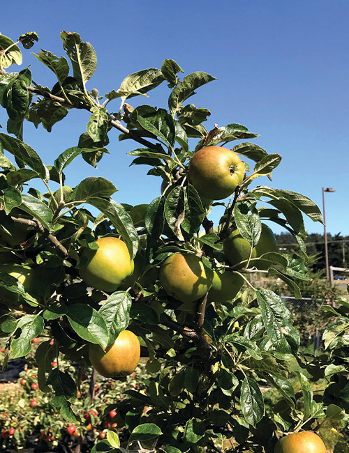 Taille Professionnelle d'Arbres Fruitiers en Seine-et-Marne (77) – Services Experts à Meaux