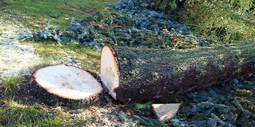 Abattage d’Arbres à Meaux (77100) en Seine-et-Marne(77)