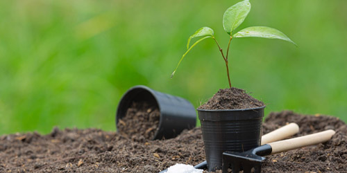 Plantation d’arbres à Meaux (77100) en Seine-et-Marne(77)
