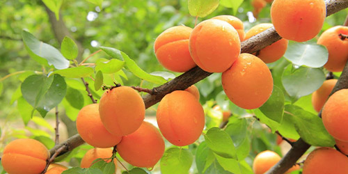 Taille d’arbres fruitiers à Meaux (77100) en Seine-et-Marne(77)